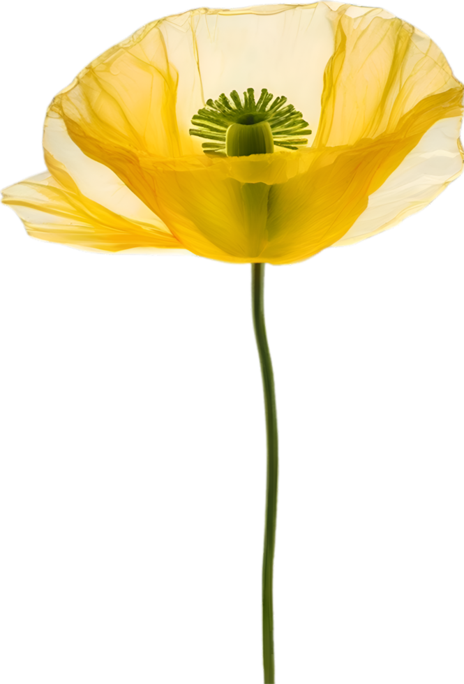 AI generated Poppy flower. Close-up of a cute poppy flower. png
