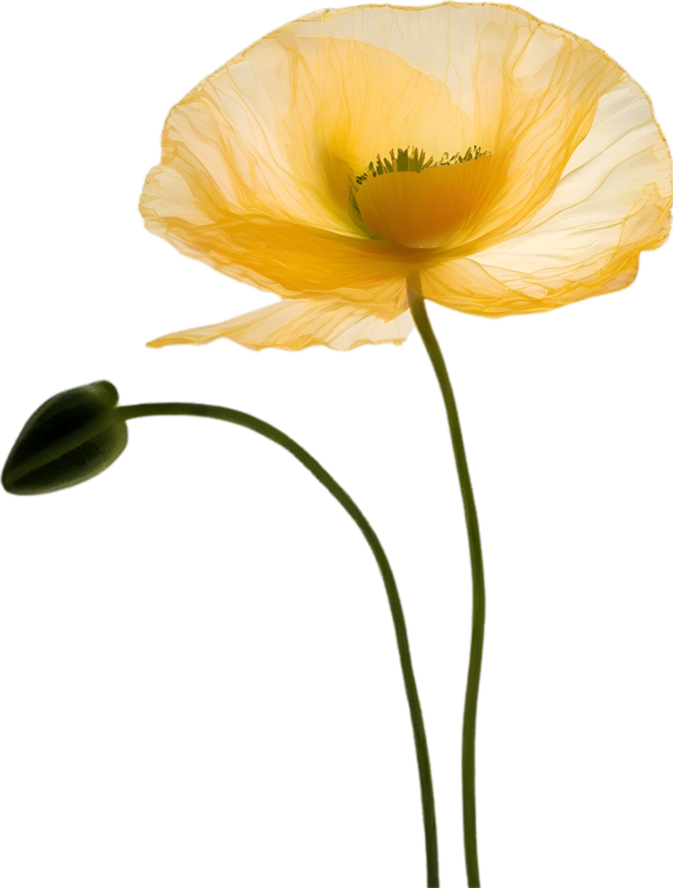 AI generated Poppy flower. Close-up of a cute poppy flower. png