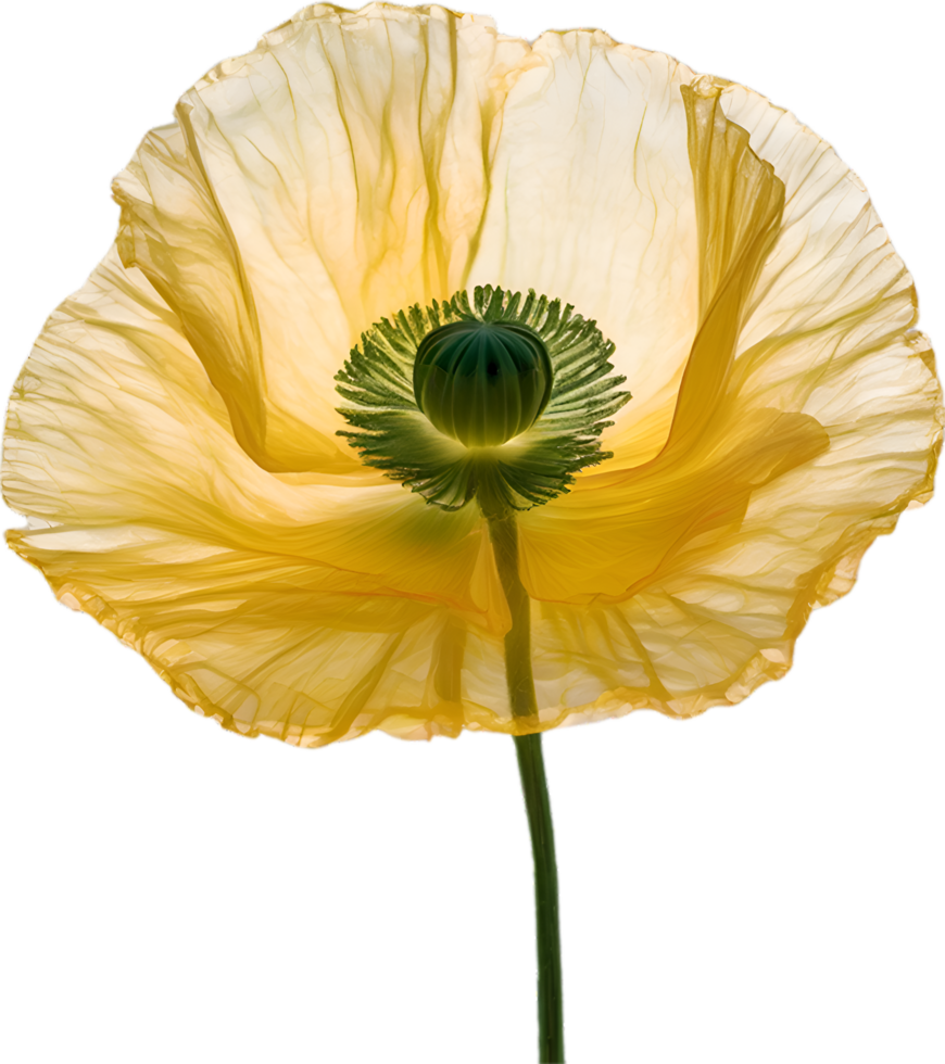 AI generated Poppy flower. Close-up of a cute poppy flower. png