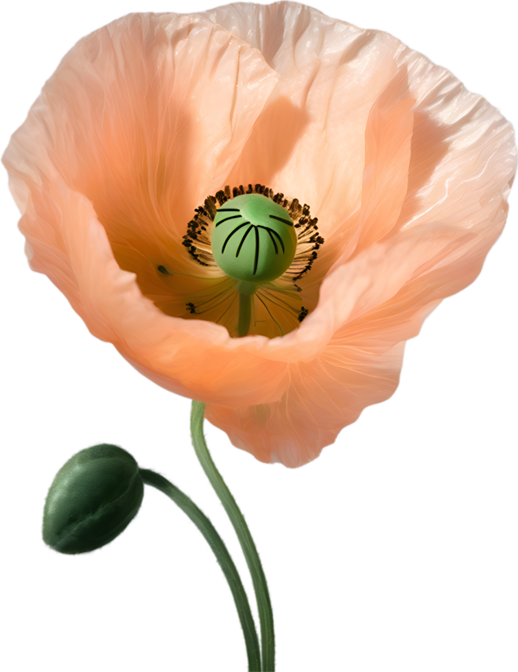 AI generated Poppy flower. Close-up of a cute poppy flower. png