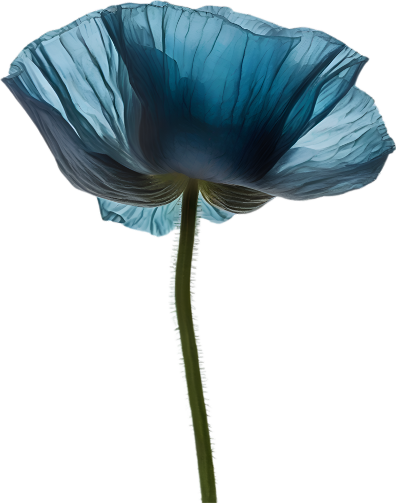 AI generated Poppy flower. Close-up of cute poppy flower. png