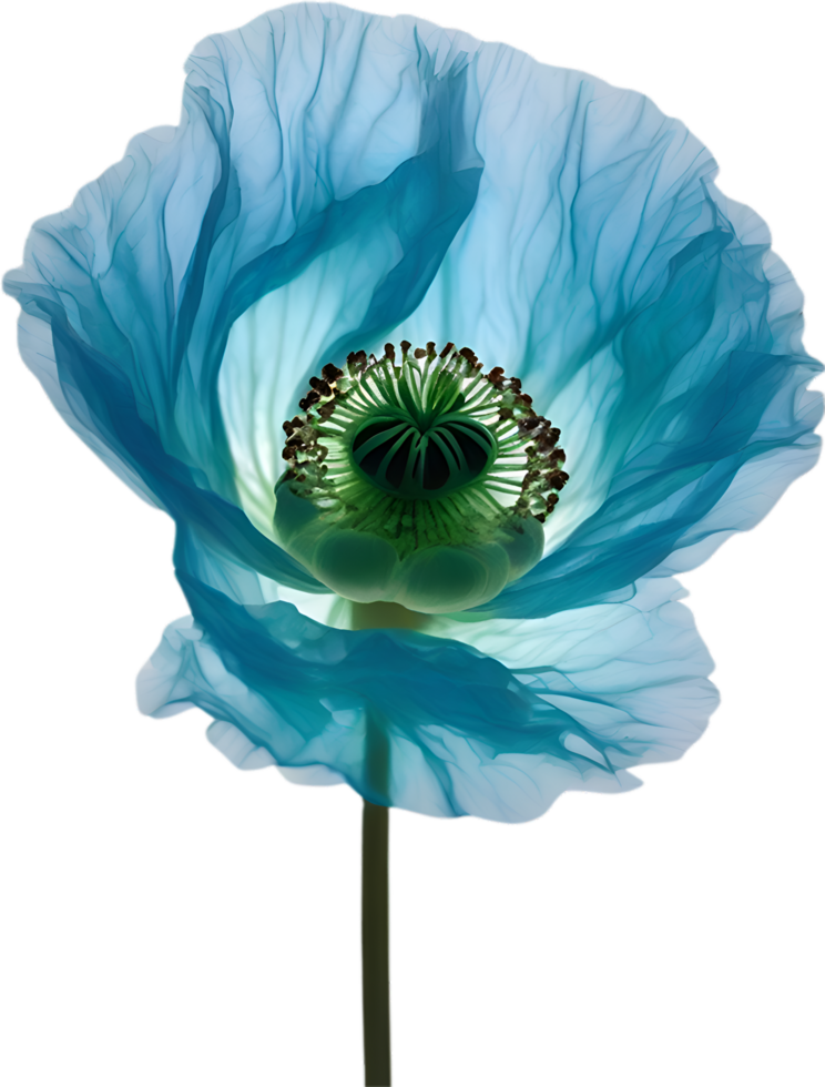 AI generated Poppy flower. Close-up of cute poppy flower. png