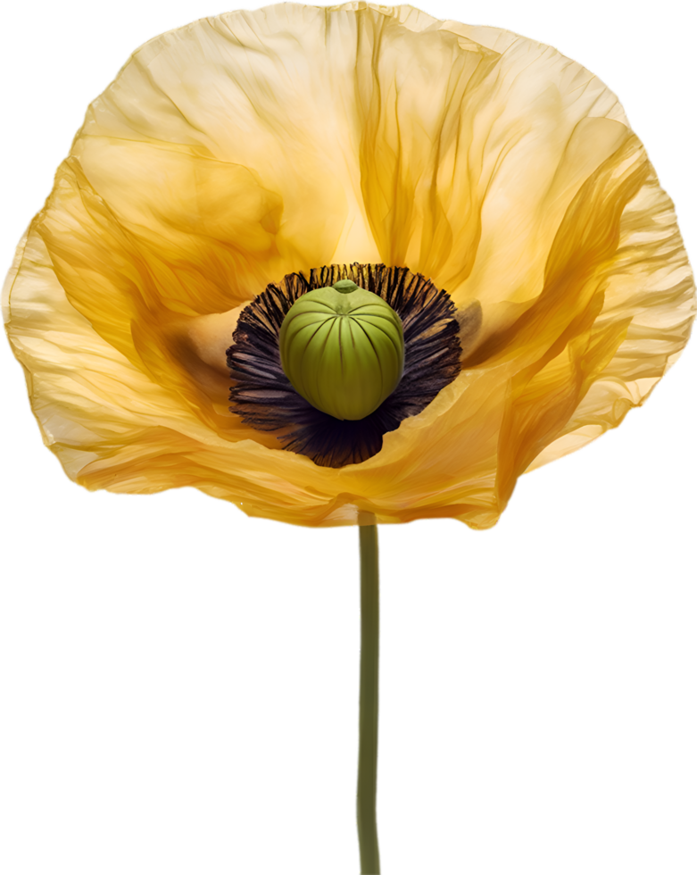 AI generated Poppy flower. Close-up of a cute poppy flower. png