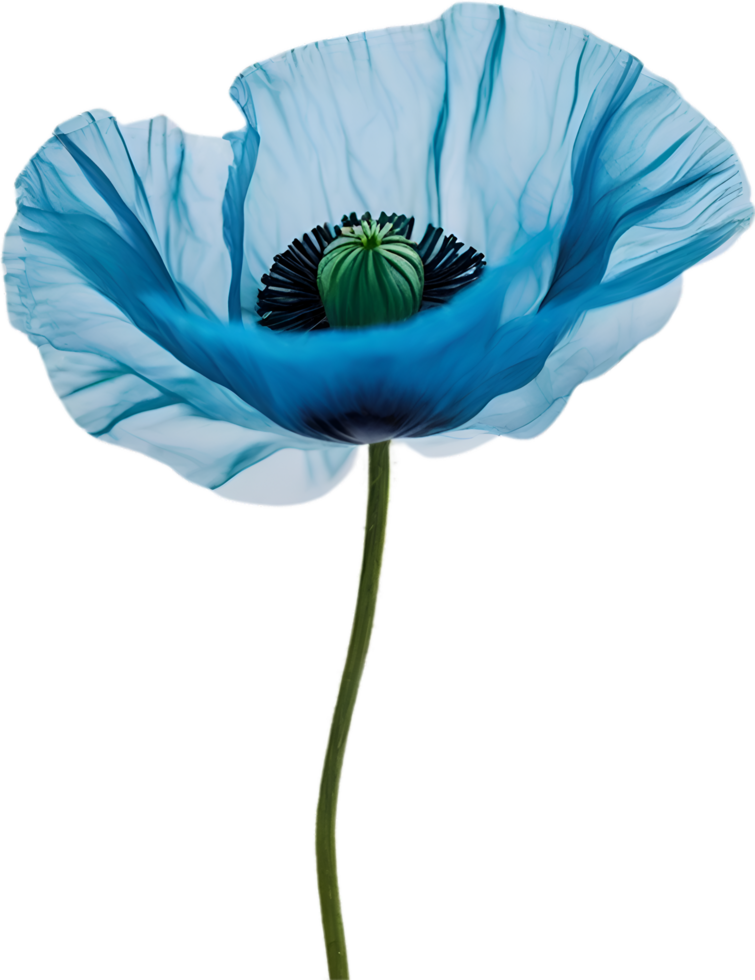 AI generated Poppy flower. Close-up of cute poppy flower. png
