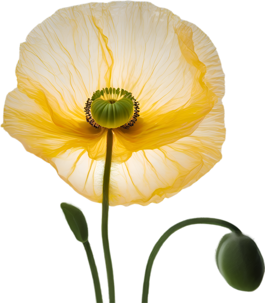 AI generated Poppy flower. Close-up of a cute poppy flower. png