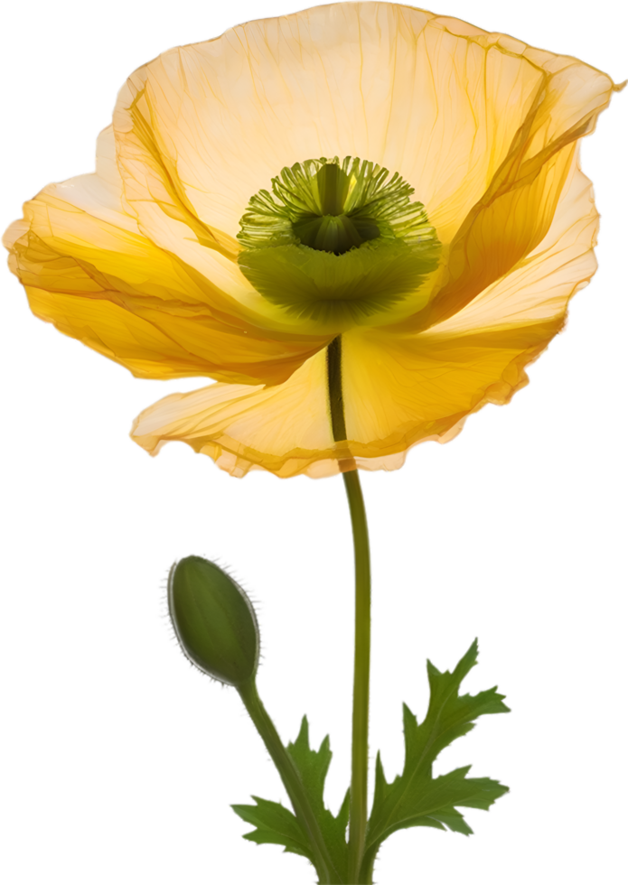 AI generated Poppy flower. Close-up of a cute poppy flower. png