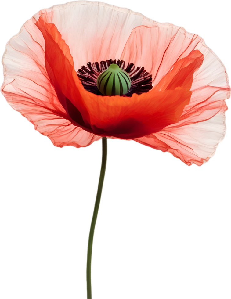 AI generated Poppy flower. Close-up of cute poppy flower. png