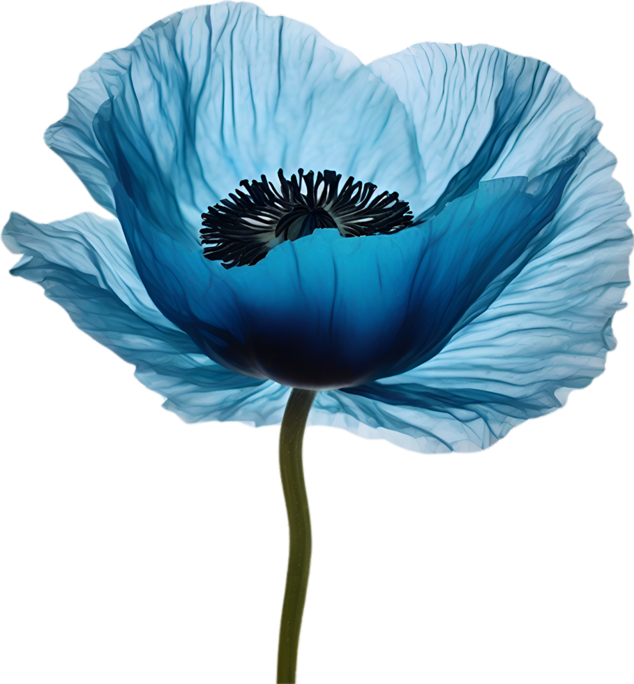 AI generated Poppy flower. Close-up of cute poppy flower. png