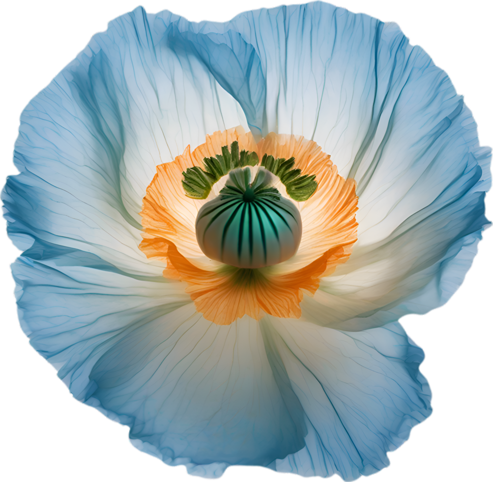 AI generated Poppy flower. Close-up of cute poppy flower. png