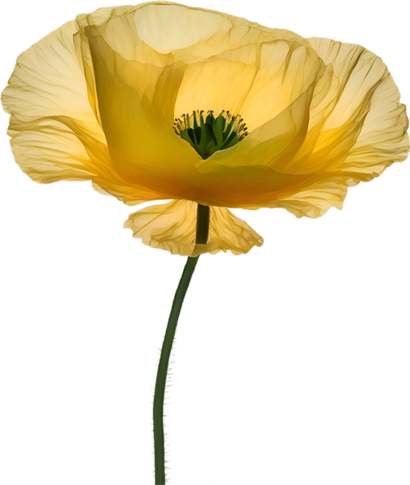 AI generated Poppy flower. Close-up of cute poppy flower. png