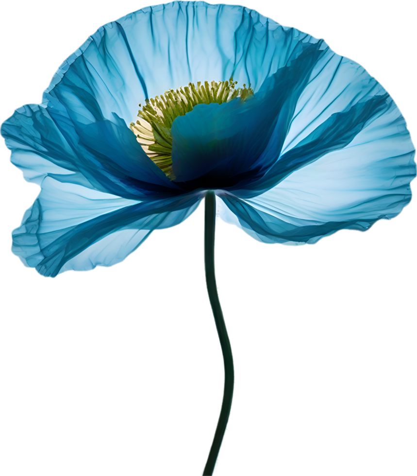 AI generated Poppy flower. Close-up of cute poppy flower. png