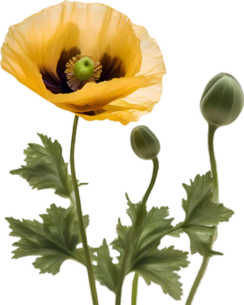 AI generated Poppy flower. Close-up of cute poppy flower. png