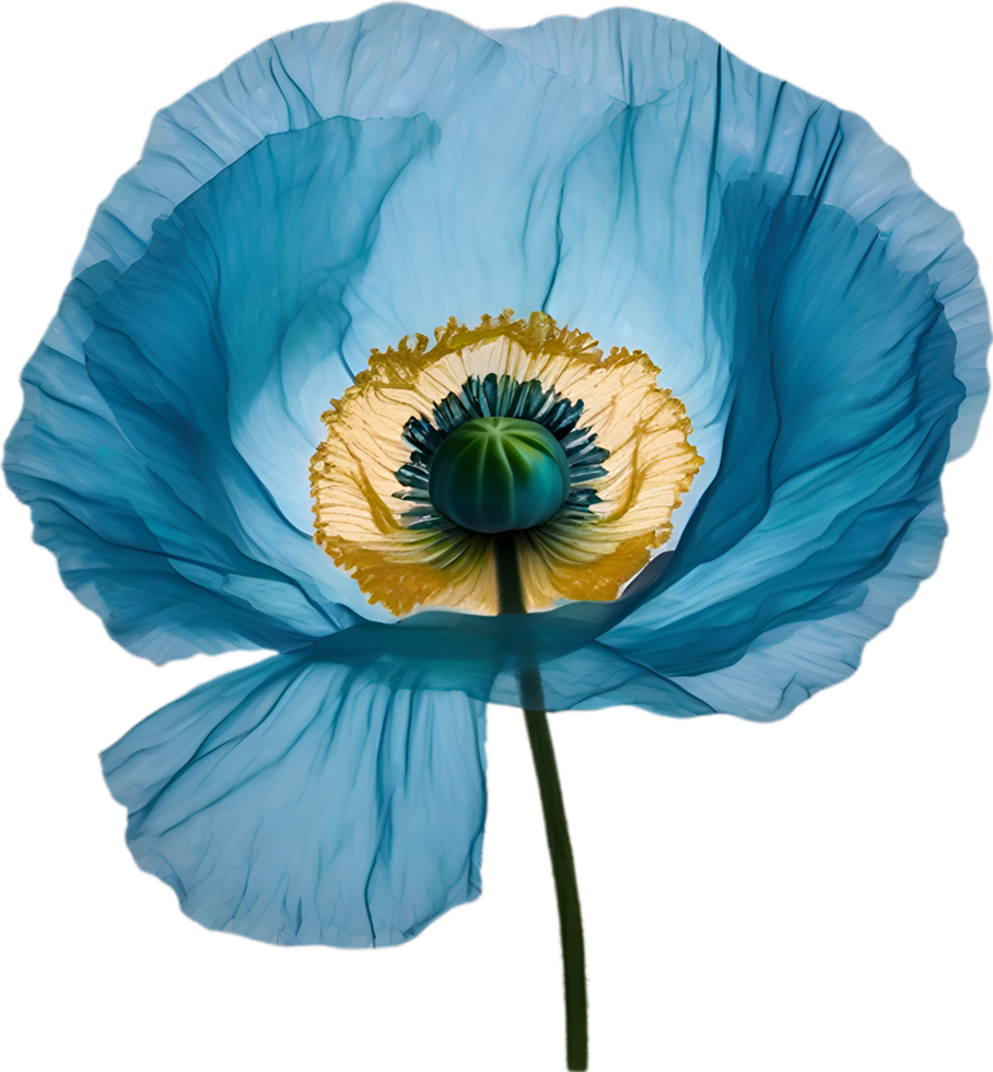 AI generated Poppy flower. Close-up of cute poppy flower. png