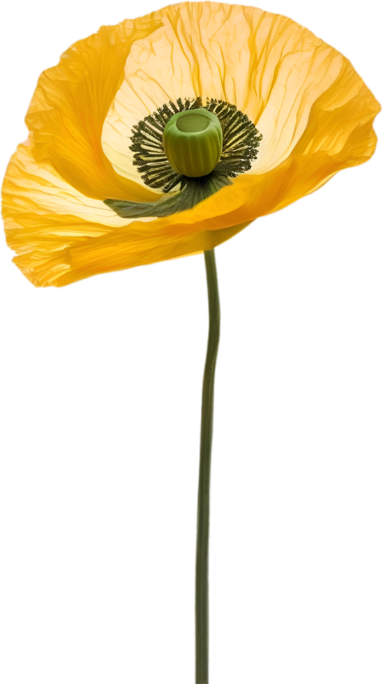 AI generated Poppy flower. Close-up of cute poppy flower. png