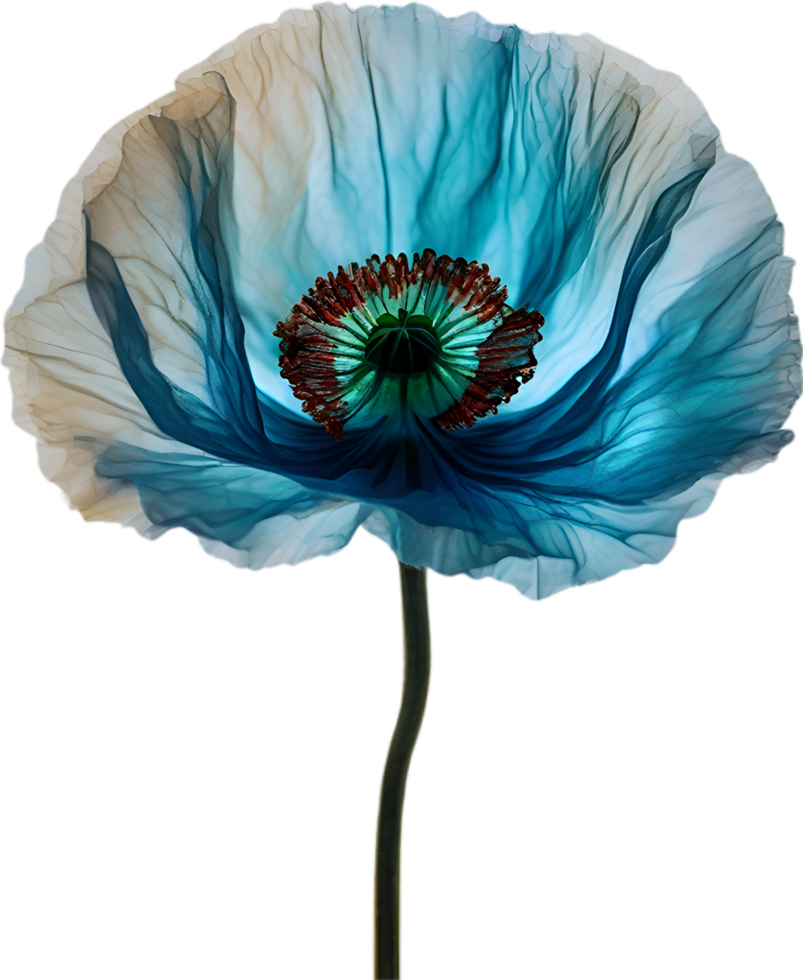 AI generated Poppy flower. Close-up of cute poppy flower. png