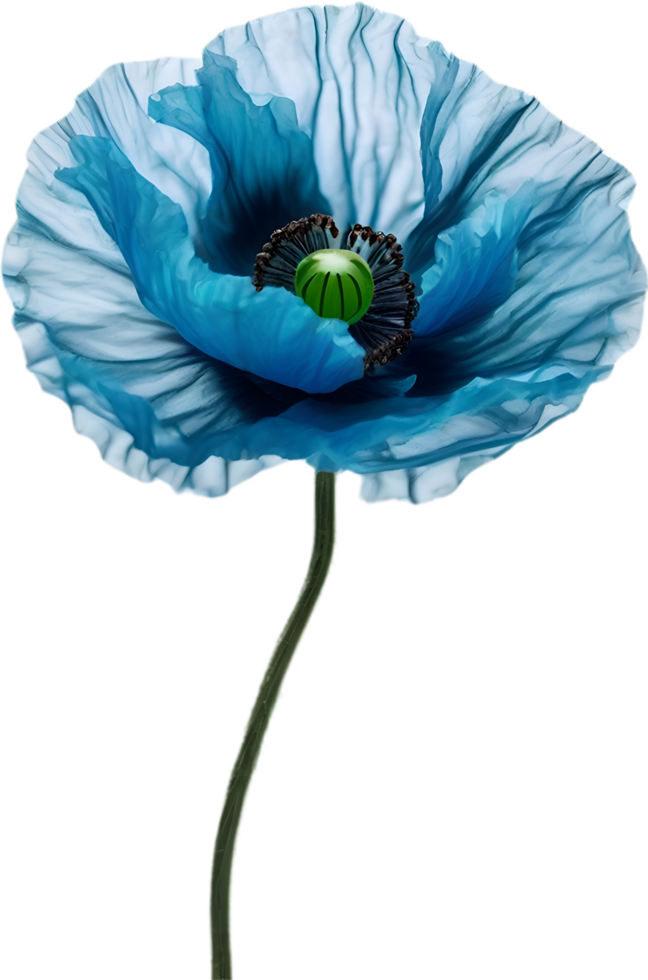 AI generated Poppy flower. Close-up of cute poppy flower. png