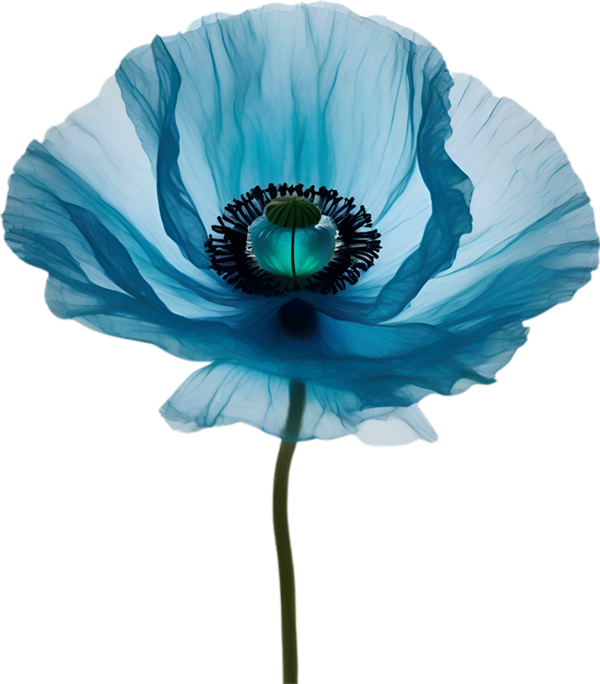 AI generated Poppy flower. Close-up of cute poppy flower. png