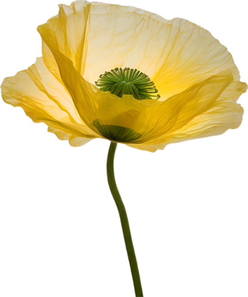 AI generated Poppy flower. Close-up of cute poppy flower. png