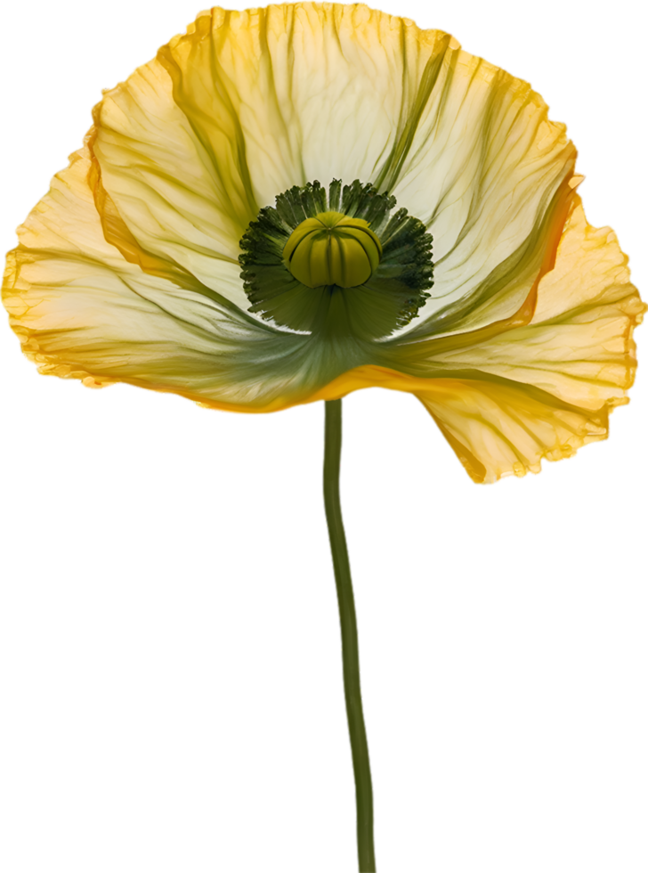 AI generated Poppy flower. Close-up of cute poppy flower. png