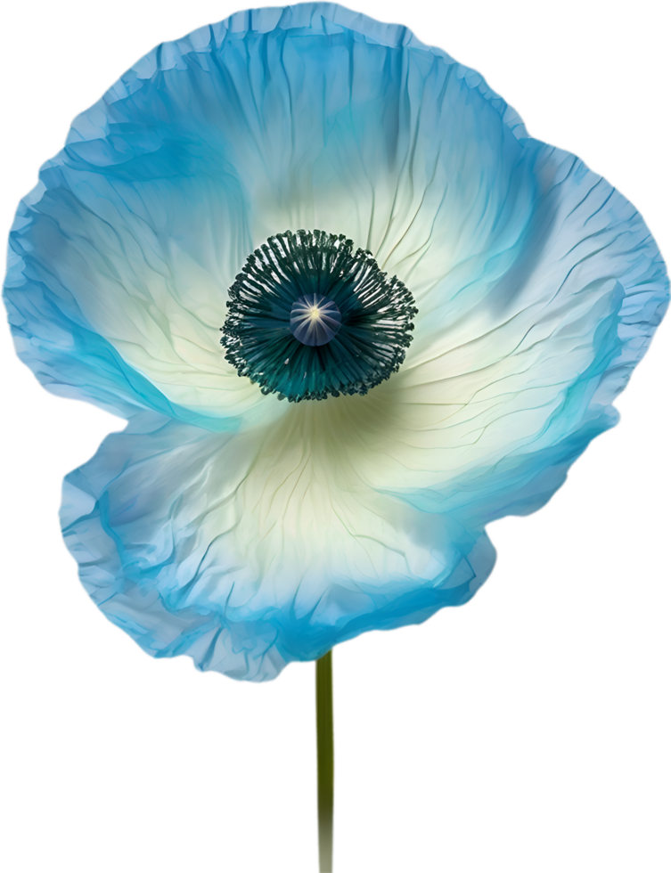 AI generated Poppy flower. Close-up of cute poppy flower. png
