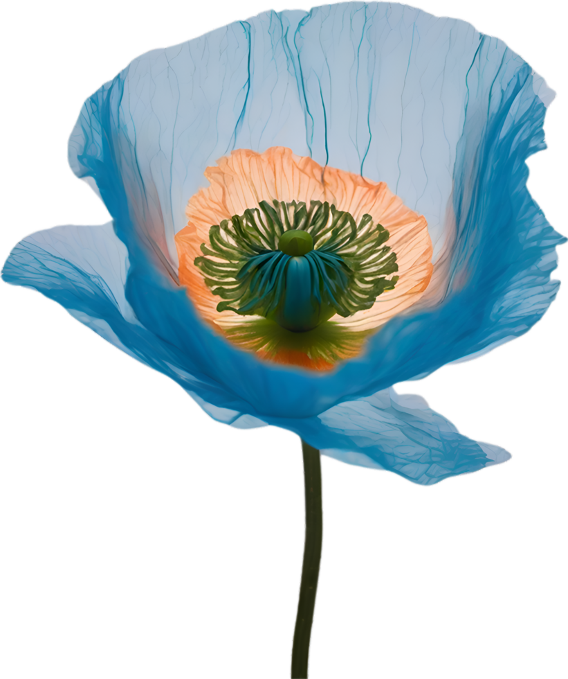 AI generated Poppy flower. Close-up of cute poppy flower. png