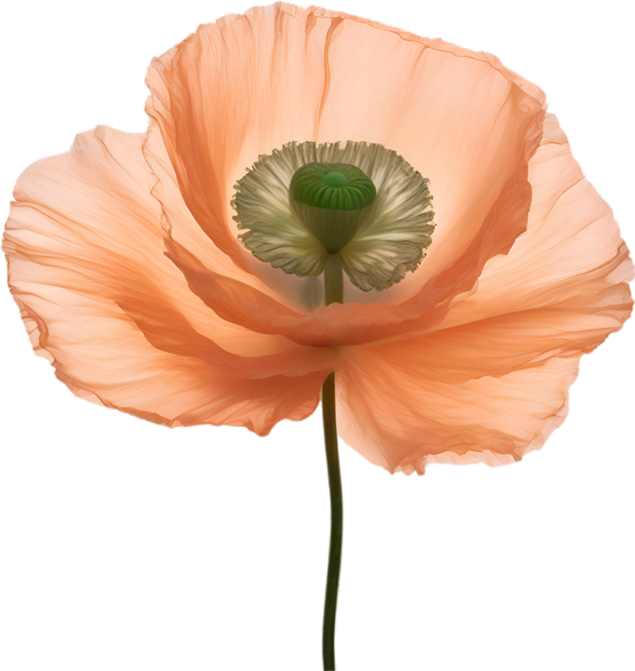 AI generated Poppy flower. Close-up of cute poppy flower. png