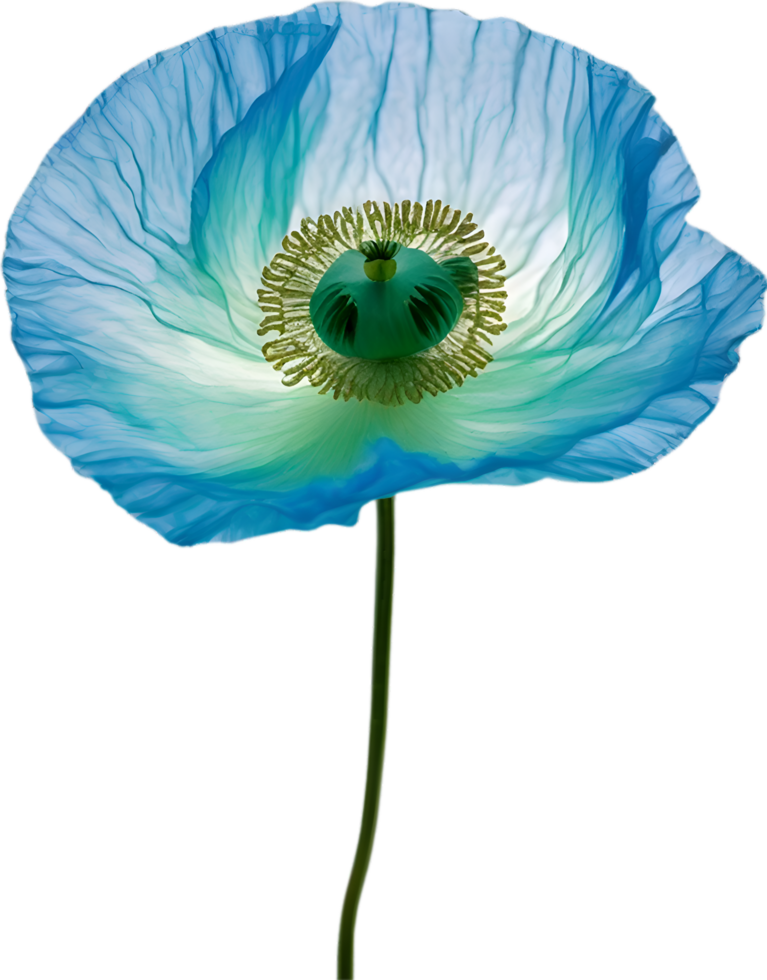 AI generated Poppy flower. Close-up of cute poppy flower. png