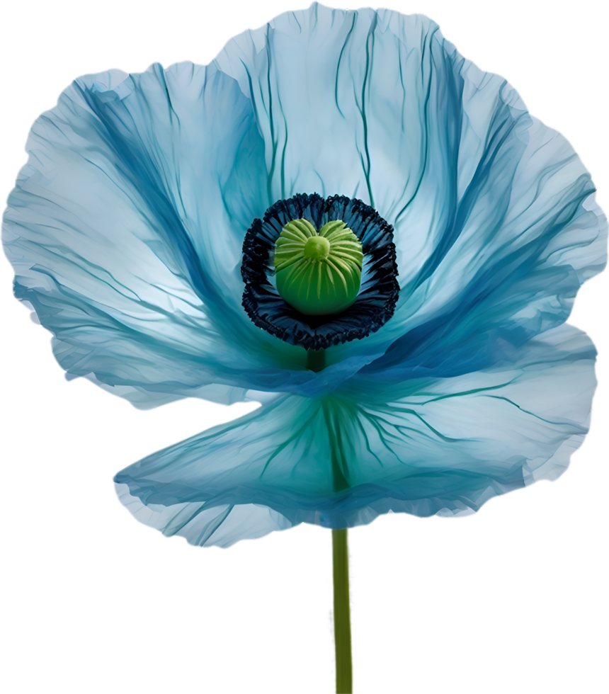 AI generated Poppy flower. Close-up of cute poppy flower. png