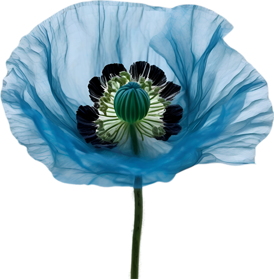 AI generated Poppy flower. Close-up of cute poppy flower. png