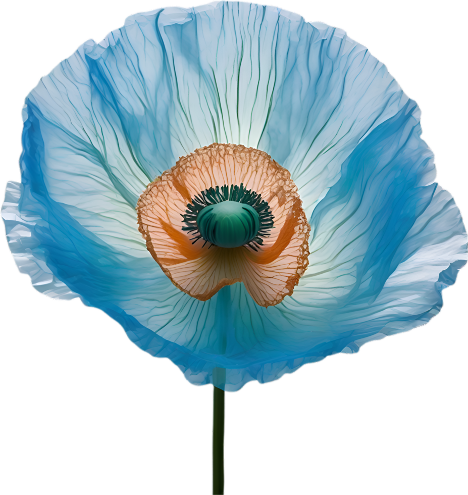 AI generated Poppy flower. Close-up of cute poppy flower. png