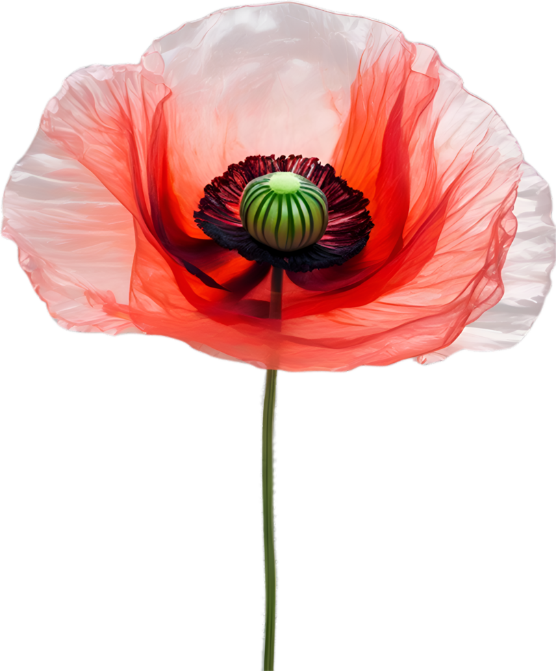 AI generated Poppy flower. Close-up of cute poppy flower. png