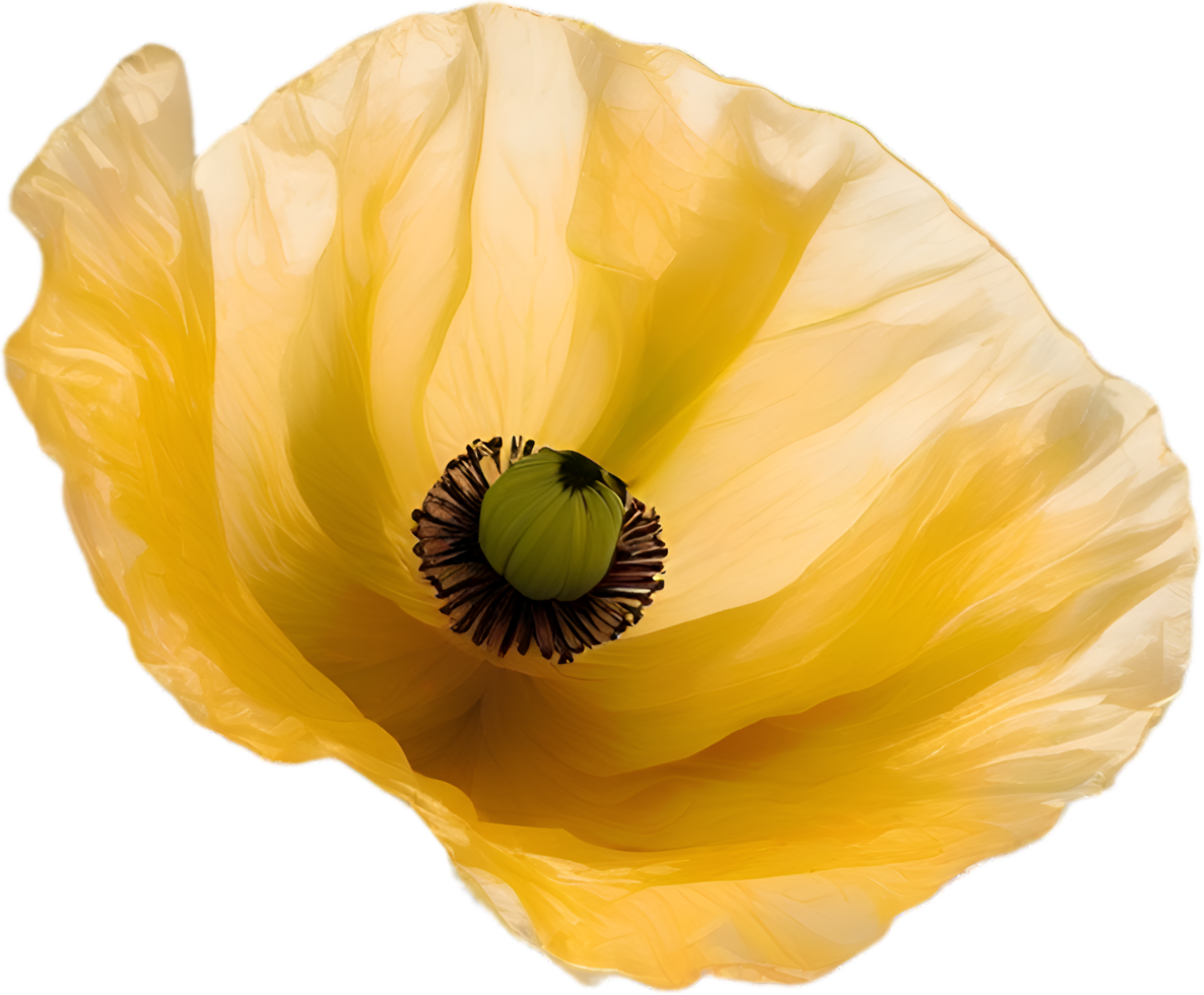 AI generated Poppy flower. Close-up of cute poppy flower. png