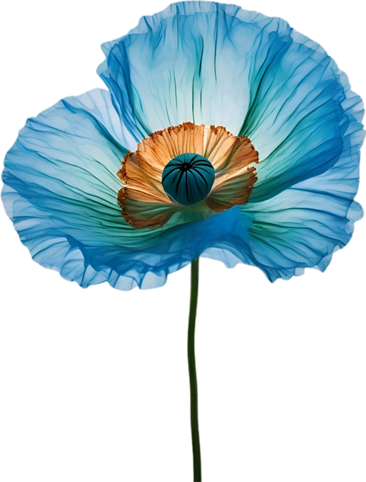 AI generated Poppy flower. Close-up of cute poppy flower. png