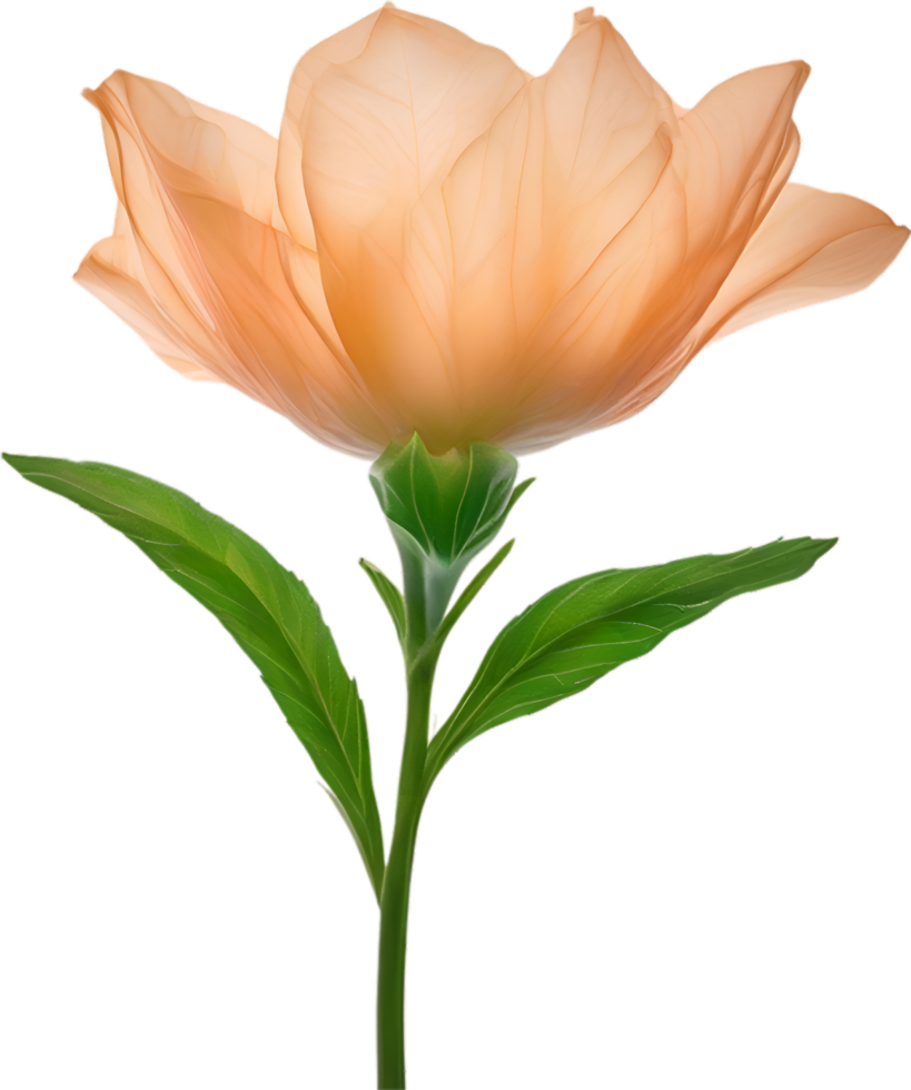 AI generated Peach color flower. Close-up glowing translucent peach color flower. png