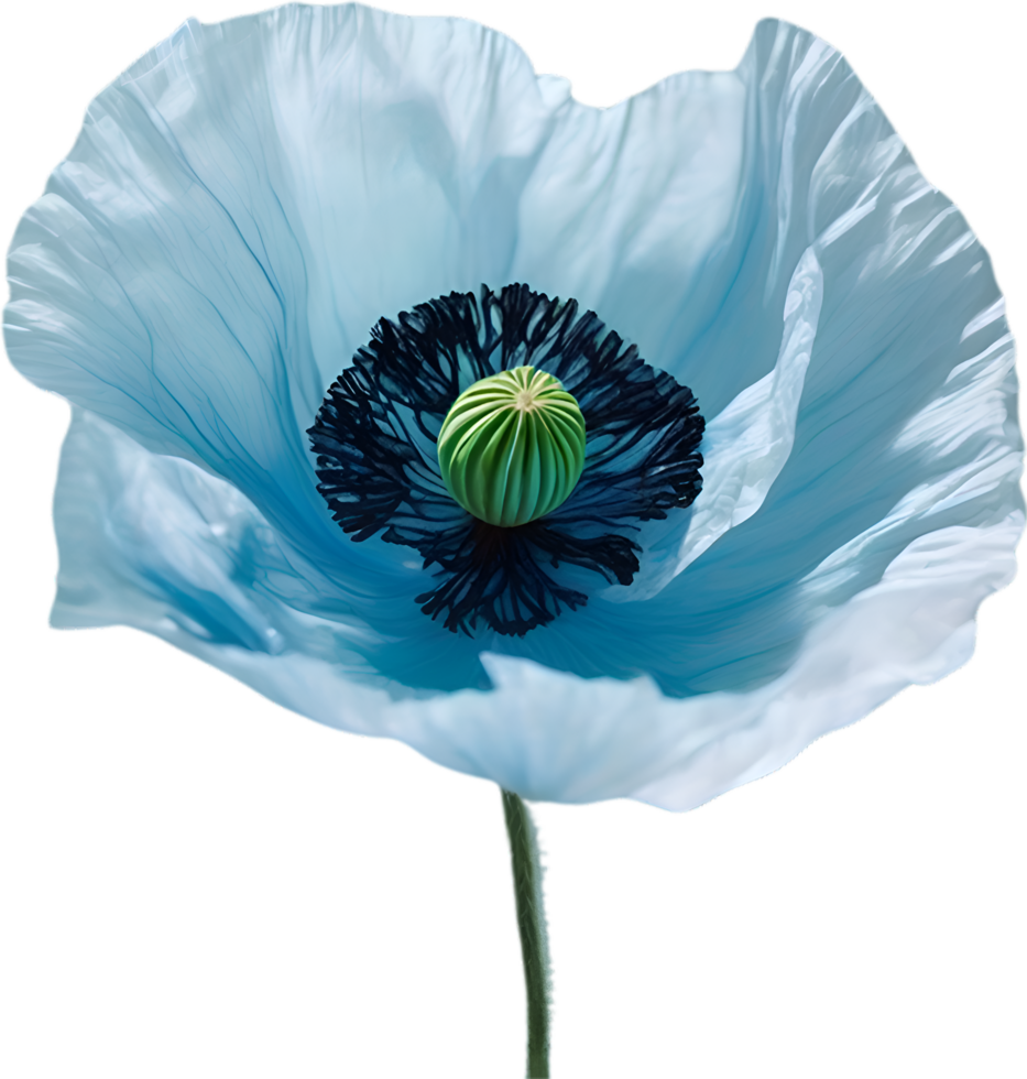 AI generated Poppy flower. Close-up of cute poppy flower. png
