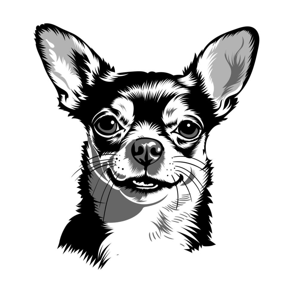 chihuahua vector ilustración