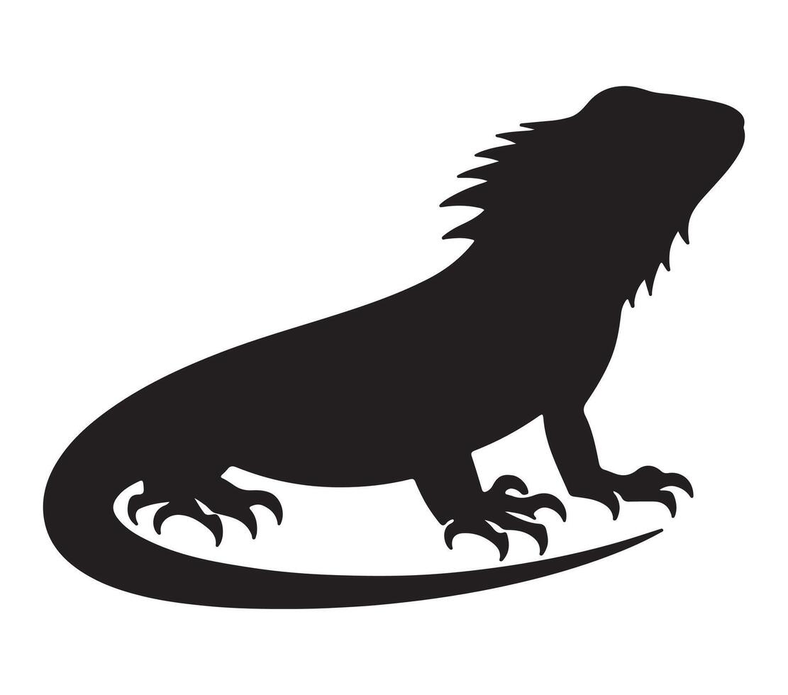 Agama lizard vector illustration on white background.