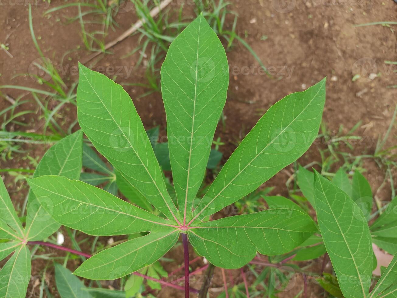 cerca arriba de mandioca arboles ese son todavía verde en el jardín detrás el casa, adecuado para antecedentes fondo de pantalla foto