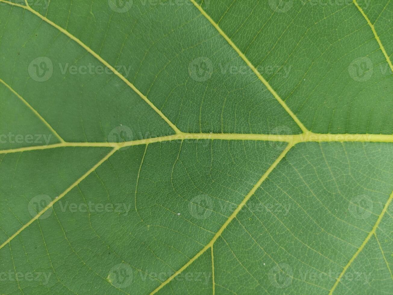 cerca arriba textura de Fresco teca árbol hojas, adecuado para fondo de pantalla foto