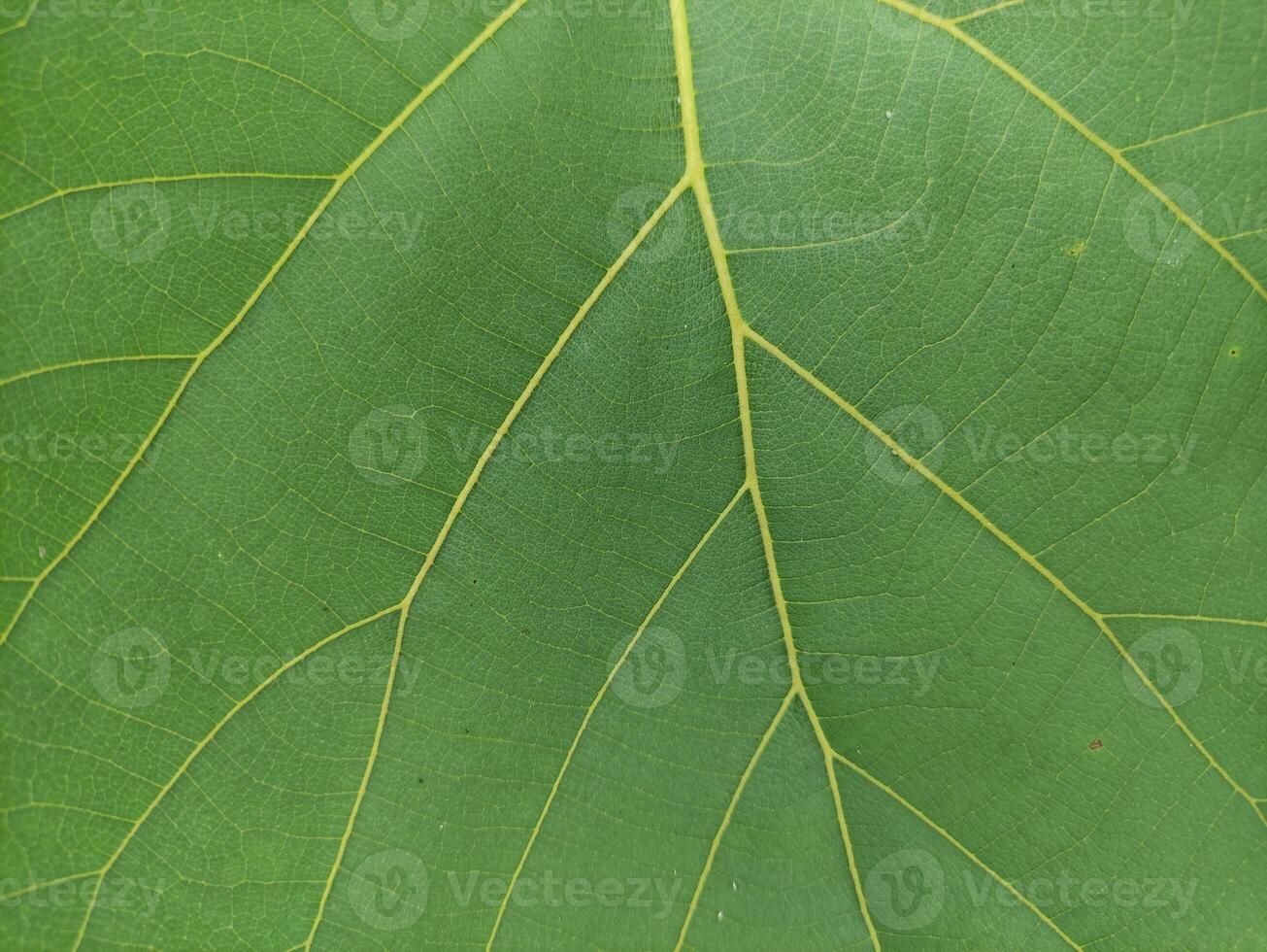 close up texture of fresh teak tree leaves, suitable for wallpaper photo