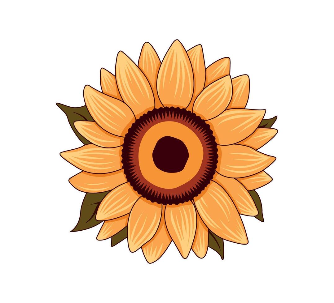 girasol vector ilustración editable eps