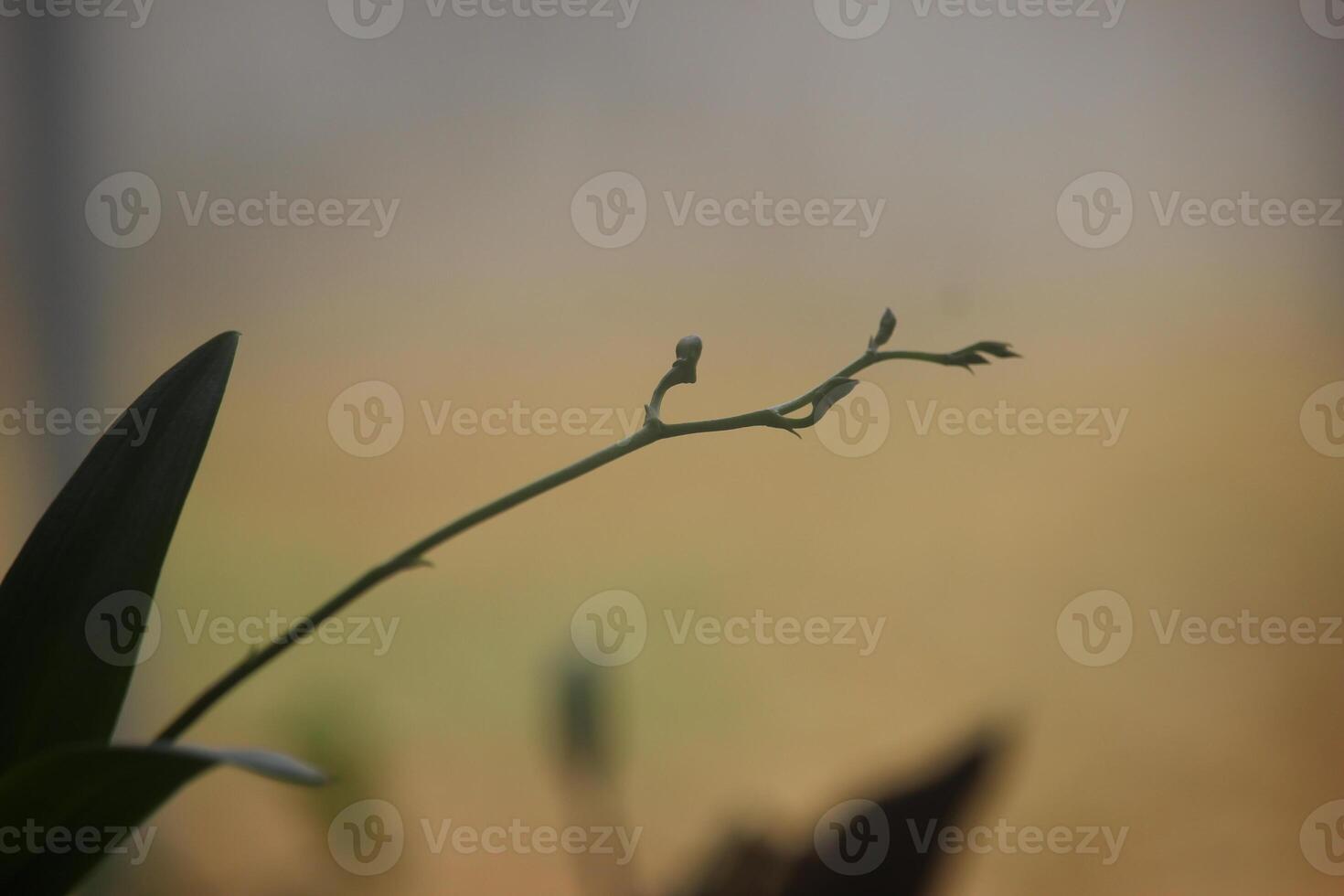 close up silhouette of orchids planted in front of the house photo