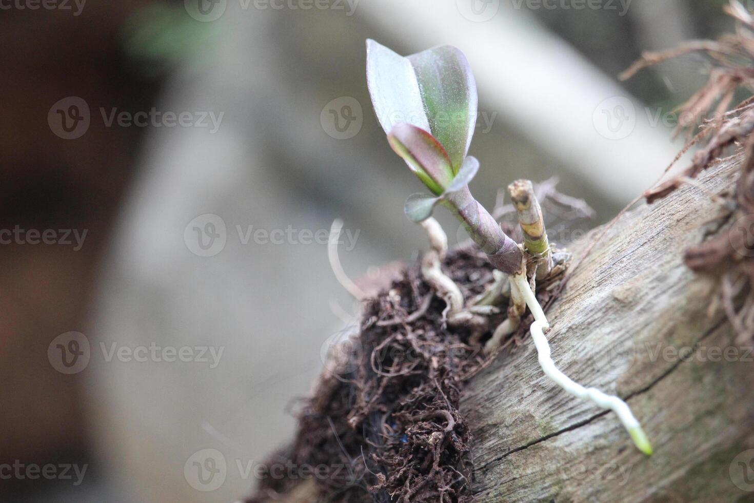 orchid trees that live on dead wood photo