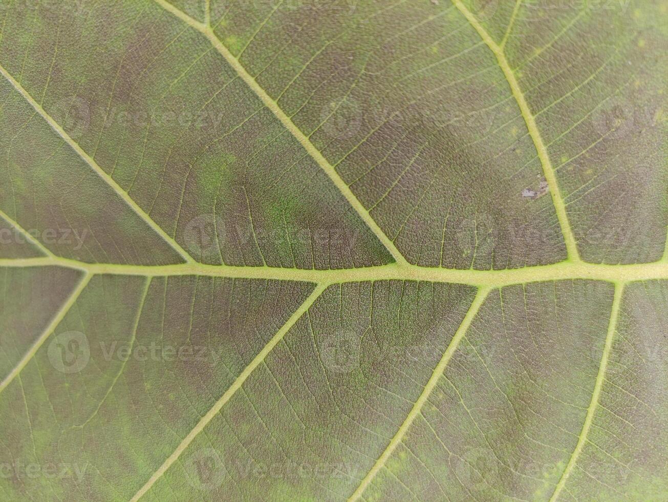 close up texture of fresh teak tree leaves, suitable for wallpaper photo