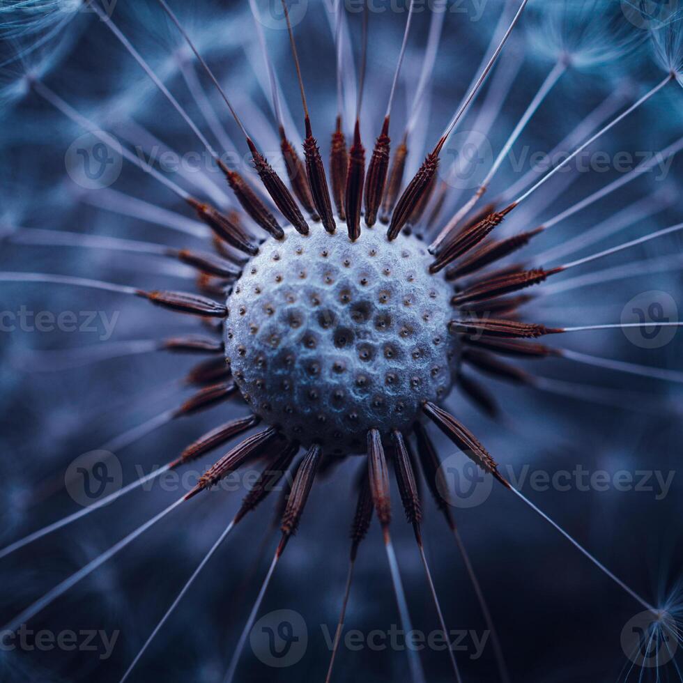 beautiful dandelion flower in springtime photo