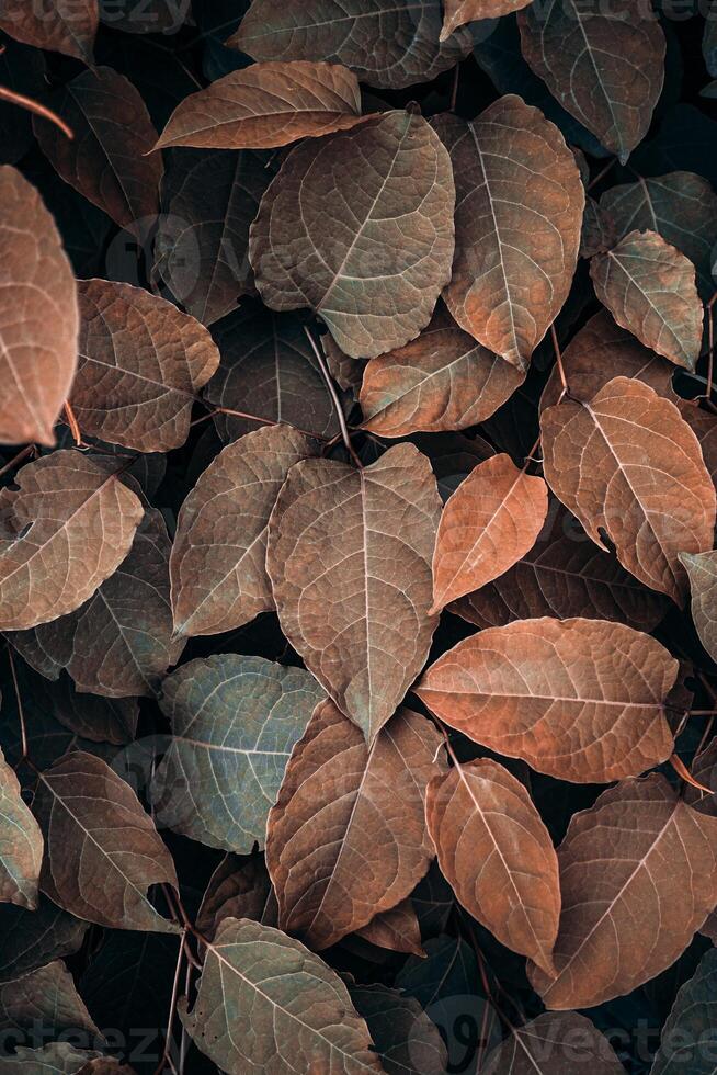 brown plant leaves in autumn season, brown background photo