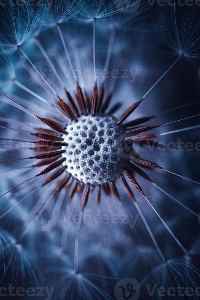 beautiful dandelion flower in springtime photo