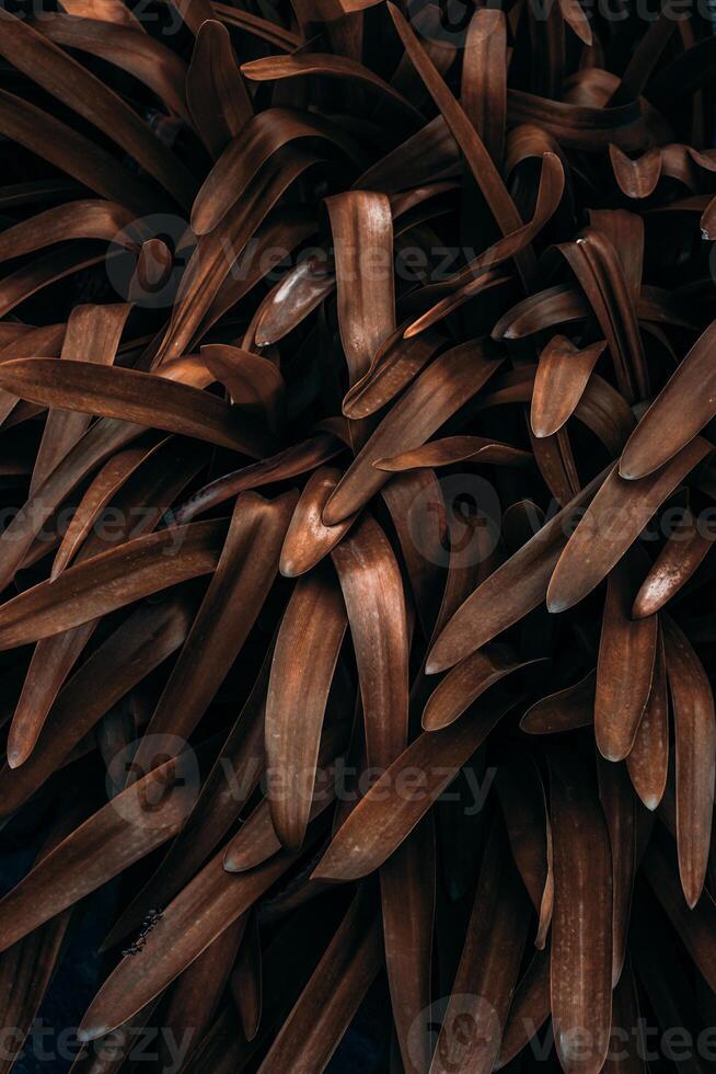 brown plant leaves in autumn season, brown background photo