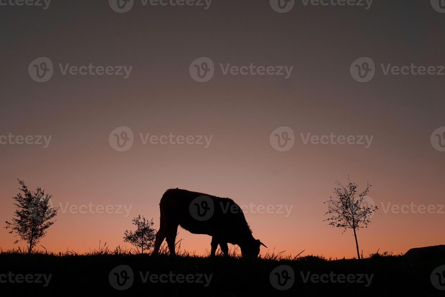 cow silhouette grazing in the meadow and sunset background photo