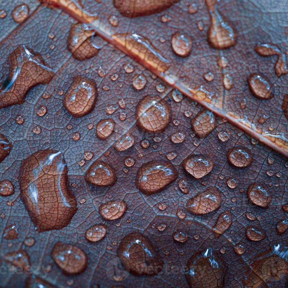 raindrops on the red autumn leaves in rainy days photo